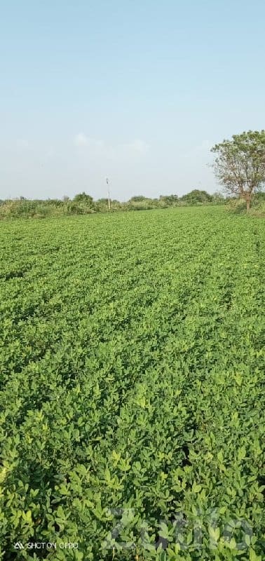 16 Vigha Irrigated Farmland Plot 16 Vigha Irrigated Farmland Plot