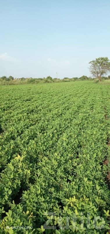 16 Vigha Irrigated Farmland Plot - Land & Plots - Kutiyana - Image 2
