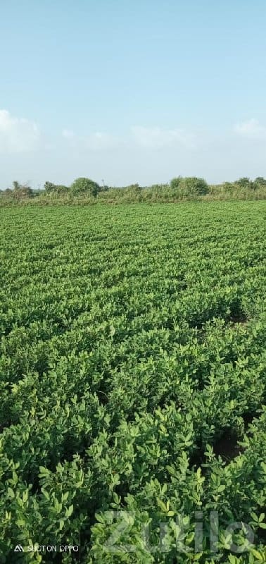 16 Vigha Irrigated Farmland Plot - Land & Plots - Kutiyana - Image 3