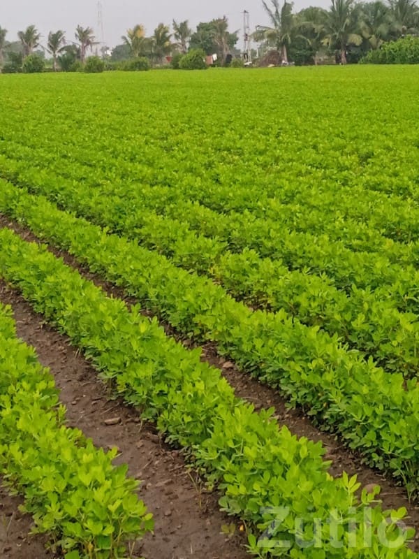 Fertile Green Farmland Plot in Upleta