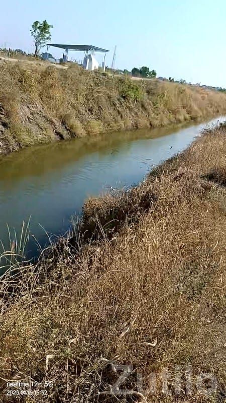 Green Agricultural Land Plot for Sale - જમીન અને પ્લોટ - માણાવદર - Image 2