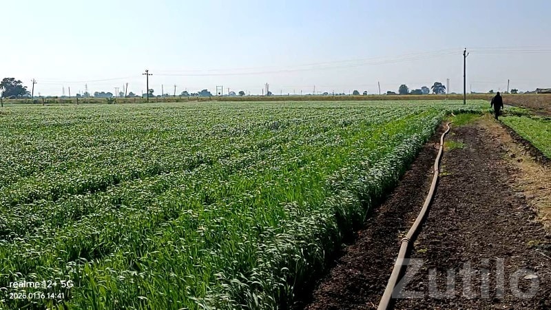 Green Agricultural Land Plot for Sale - જમીન અને પ્લોટ - માણાવદર - Image 3