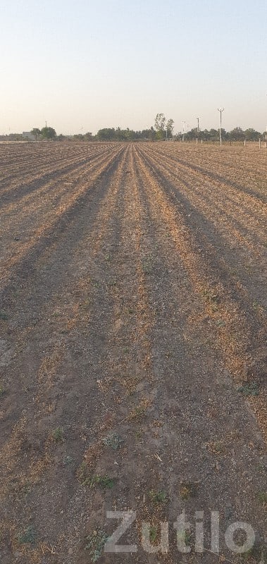 Mota Gunda Farmland Plot, Khambhalia - Land & Plots - Khambhalia - Image 3