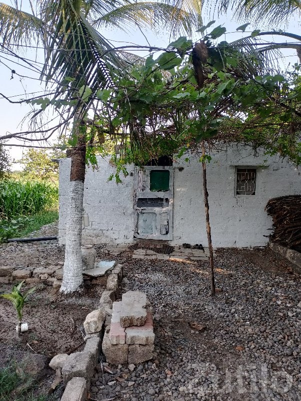 Green Agricultural Land with Coconut Trees - જમીન અને પ્લોટ - વંથલી - Image 2