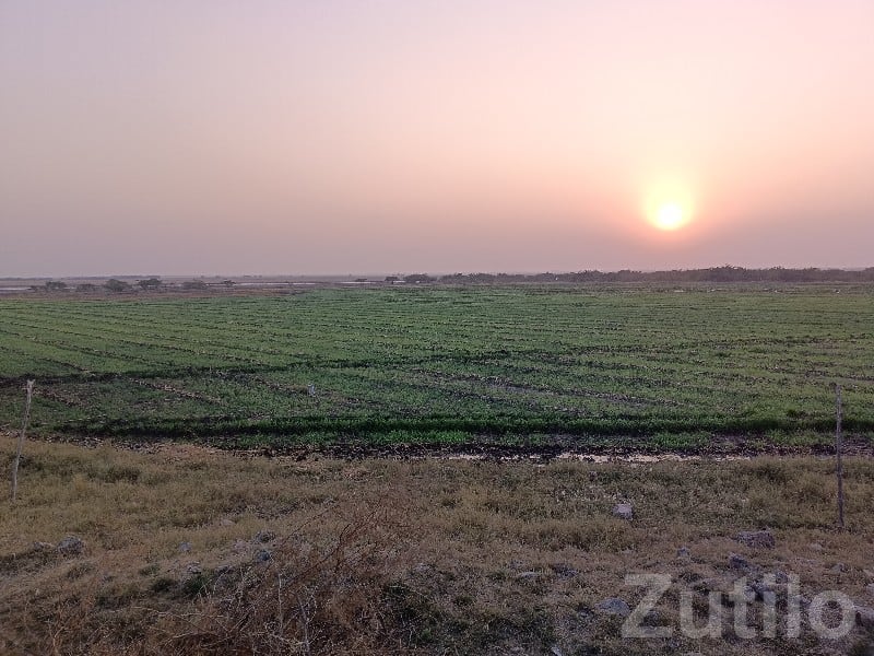 Open Green Agricultural Plot in Chhaya - Land & Plots - Chhaya - Image 3