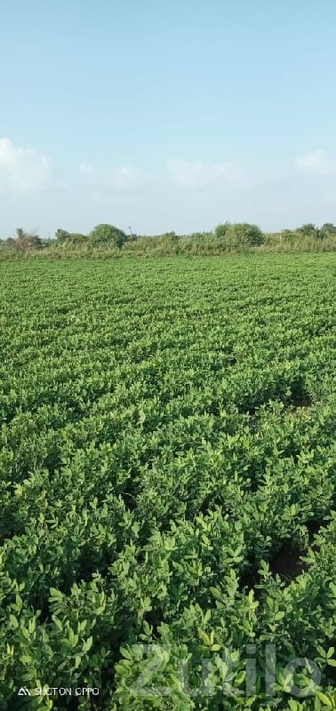 16 Vigha Fertile Farm Land with Water 16 Vigha Fertile Farm Land with Water