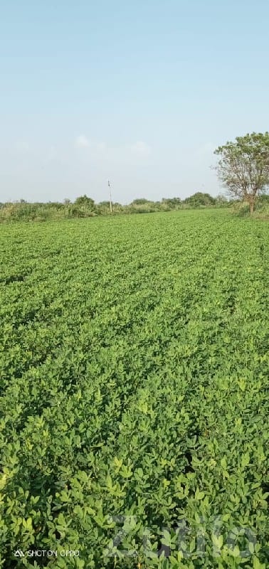 16 Vigha Fertile Farm Land with Water - Land & Plots - Kutiyana - Image 2
