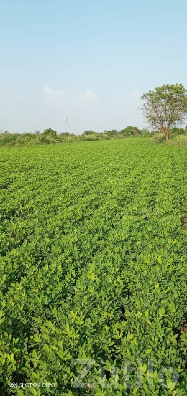 16 Vigha Fertile Farm Land with Water - Land & Plots - Kutiyana - Image 3
