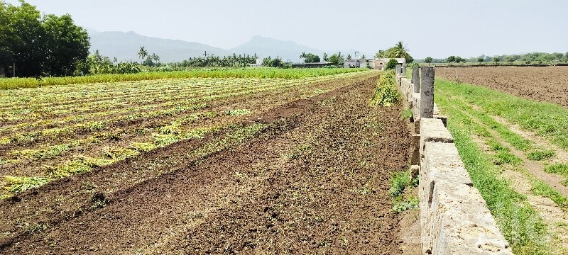 Fertile Agricultural Land in Talala Junagadh Fertile Agricultural Land in Talala Junagadh