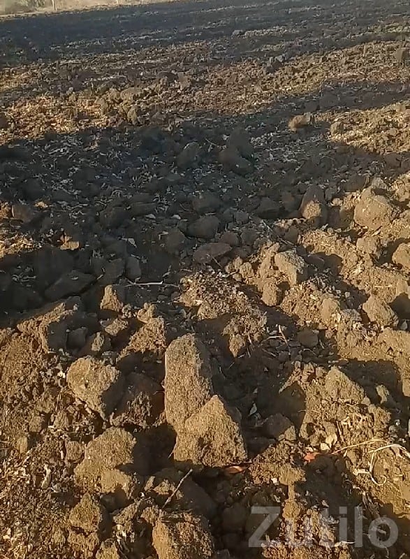 Fertile Agricultural Land in Gondal Fertile Agricultural Land in Gondal