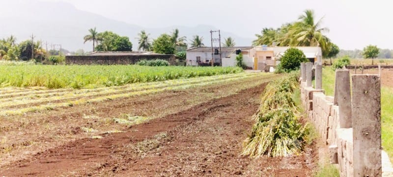Fertile Agricultural Land in Talala Junagadh - Land & Plots - Talala - Image 2