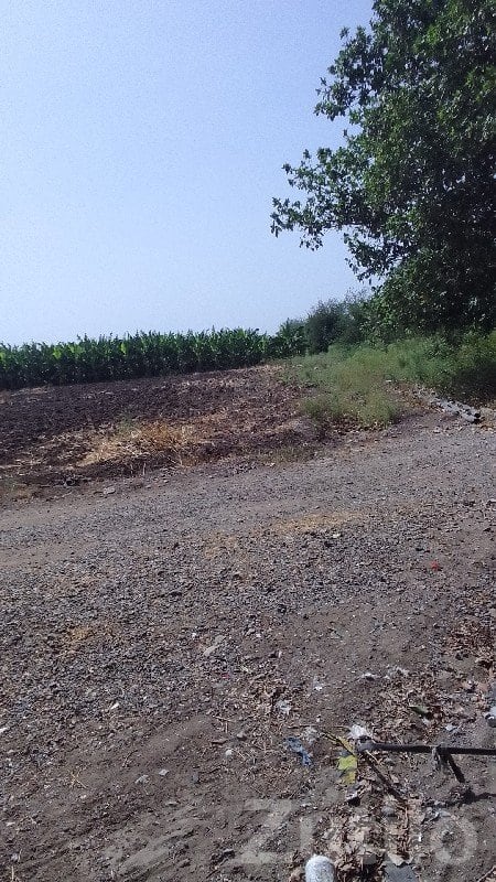 Fertile Agricultural Land for Sale - Land & Plots - Jamjodhpur - Image 2
