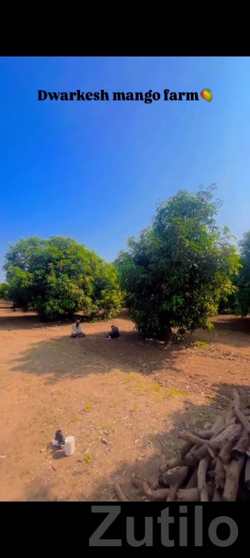 Dwarkesh Mango Farm Plot with Water Well - Land & Plots - Una - Image 2