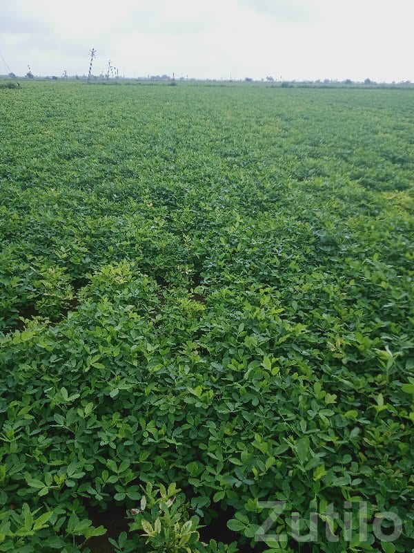 Fertile Green Farmland Plot in Kutiyana Fertile Green Farmland Plot in Kutiyana