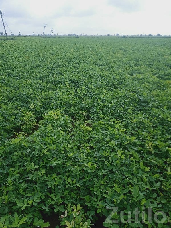 Fertile Green Farmland Plot in Kutiyana - Land & Plots - Kutiyana - Image 2
