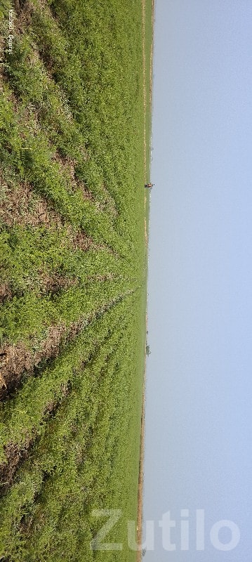 Fertile Green Agricultural Land Mangrol Fertile Green Agricultural Land Mangrol