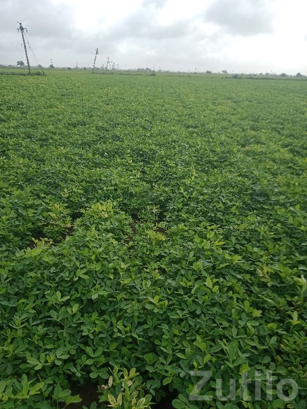 Fertile Green Farmland Plot in Kutiyana - Land & Plots - Kutiyana - Image 3