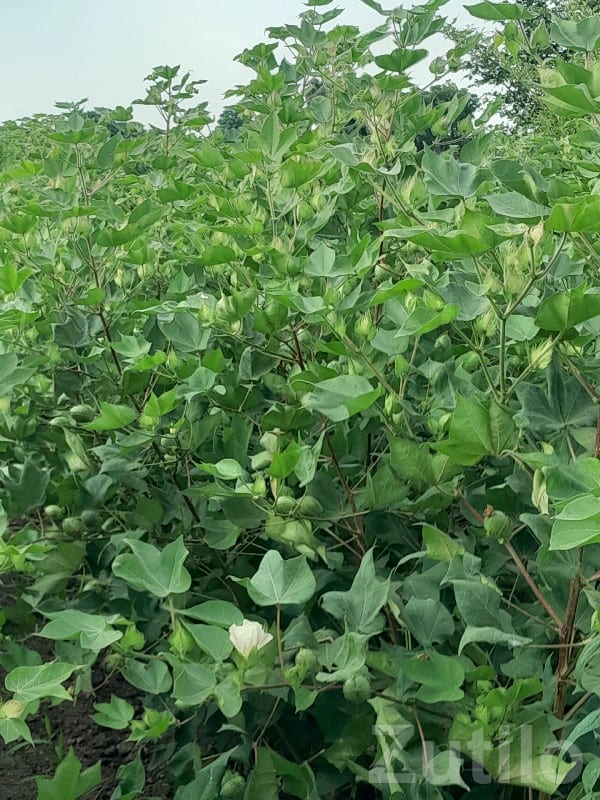23.5 Vigha Fertile Farm Land with Well - જમીન અને પ્લોટ - વડોદરા શહેર - Image 2