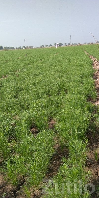 11 Vigha Fertile Agriculture Land Plot - Land & Plots - Ranavav - Image 2