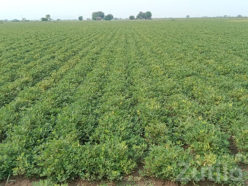 11 Vigha Fertile Agriculture Land Plot - Land & Plots - Ranavav - Image 3