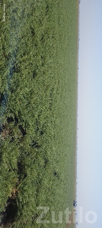 Fertile Green Agricultural Land Mangrol - Land & Plots - Mangrol - Image 3