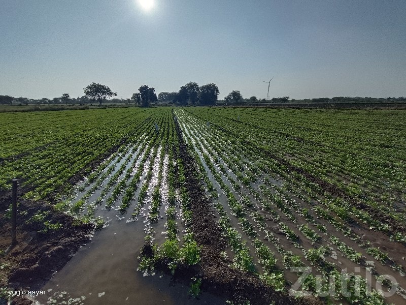 17 Vigha Fertile Farm Land Bhanvad