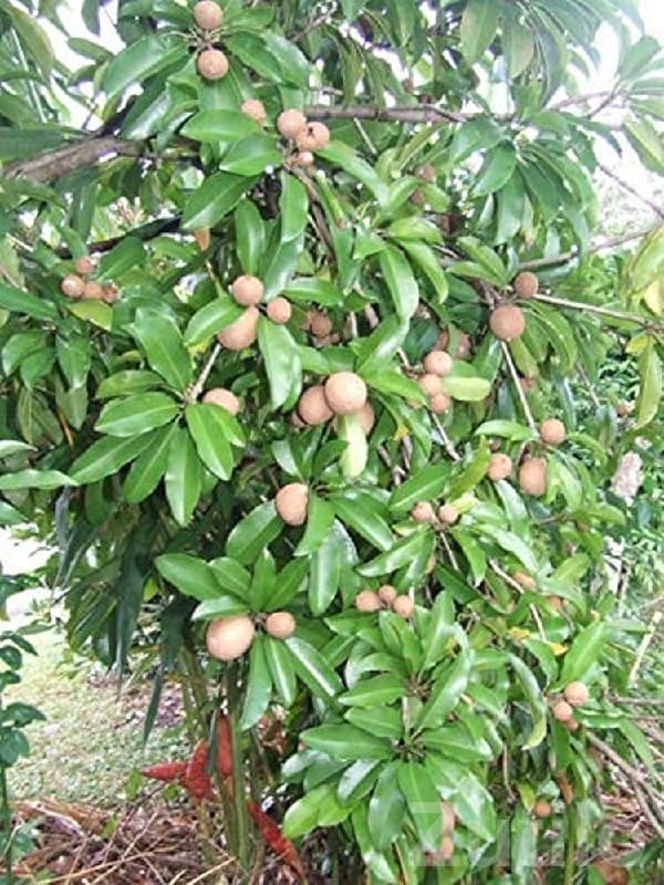 Talala Fertile Land with Chickoo Trees Talala Fertile Land with Chickoo Trees