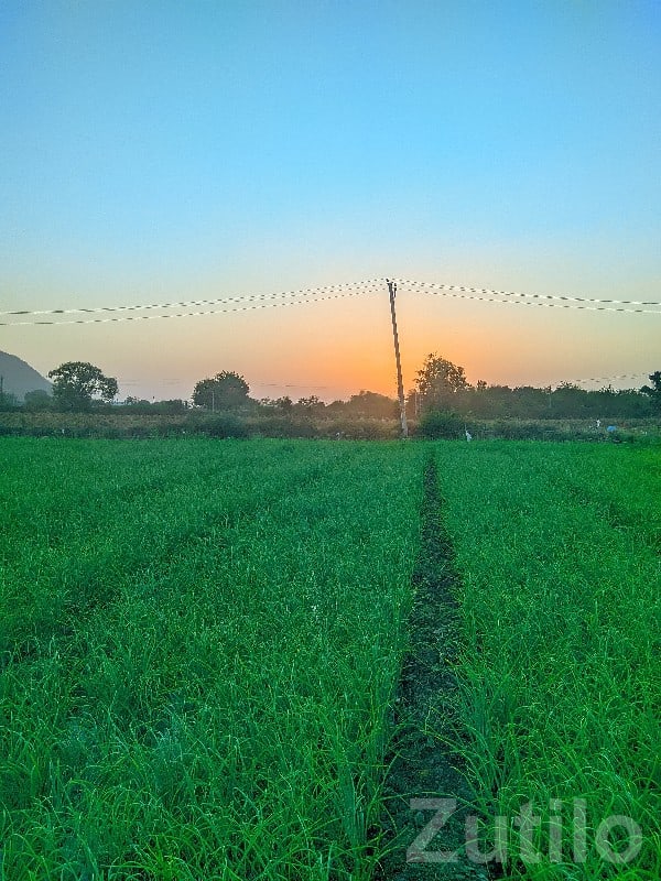 Fertile Agricultural Land Near Hills - Land & Plots - Bhanvad - Image 2
