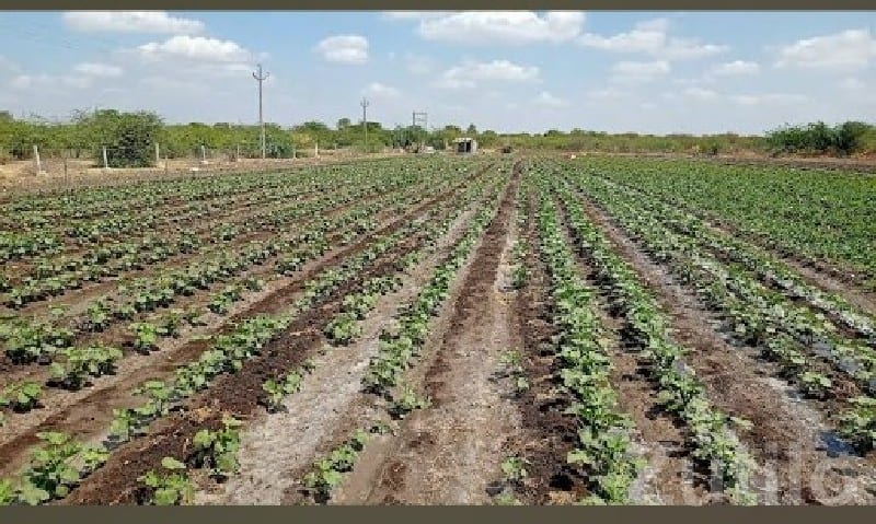 10.5 Vigha Fertile Agricultural Land Talala - Land & Plots - Talala - Image 3