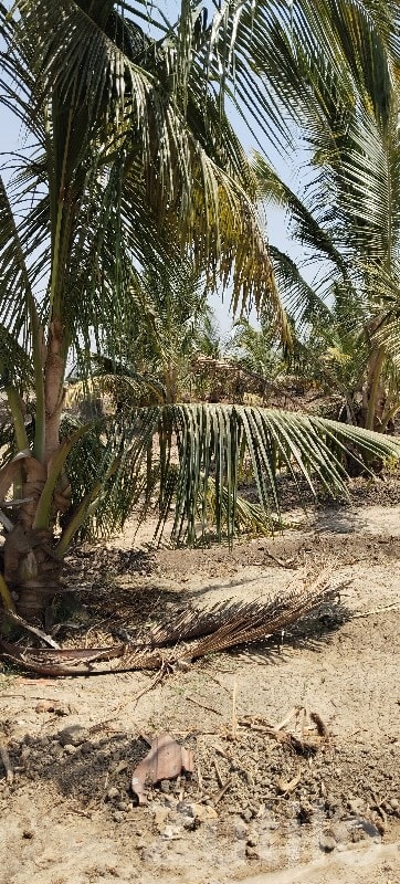 5 Bigha Agriculture Land in Mangrol - જમીન અને પ્લોટ - માંગ્રોળ - Image 2