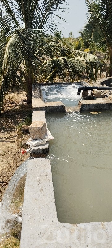 5 Bigha Agriculture Land in Mangrol - જમીન અને પ્લોટ - માંગ્રોળ - Image 3