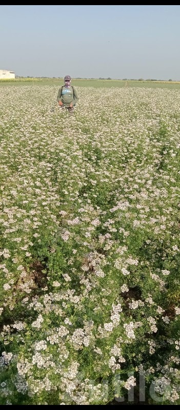 Fertile Agricultural Farm Land Mangrol - Land & Plots - Mangrol - Image 2