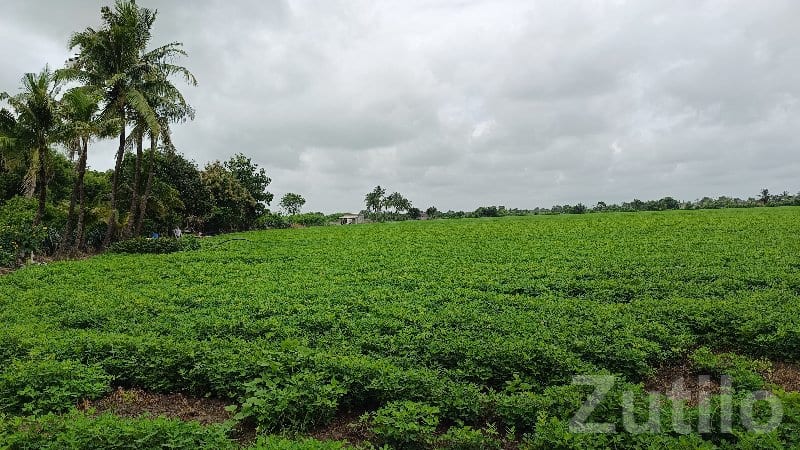 12 Bigha Green Agricultural Land Talala - Land & Plots - Talala - Image 2