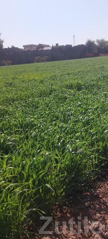 Agricultural Land Plot in Jamjodhpur - Land & Plots - Jamjodhpur - Image 2