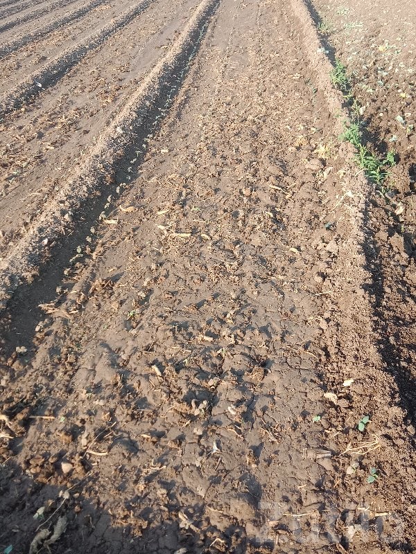 Savarkundla Fertile Agricultural Land