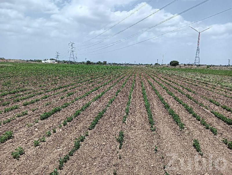 Khambhalia Lalpur Road Touch Open Plot - જમીન અને પ્લોટ - ખંભાળિયા - Image 2