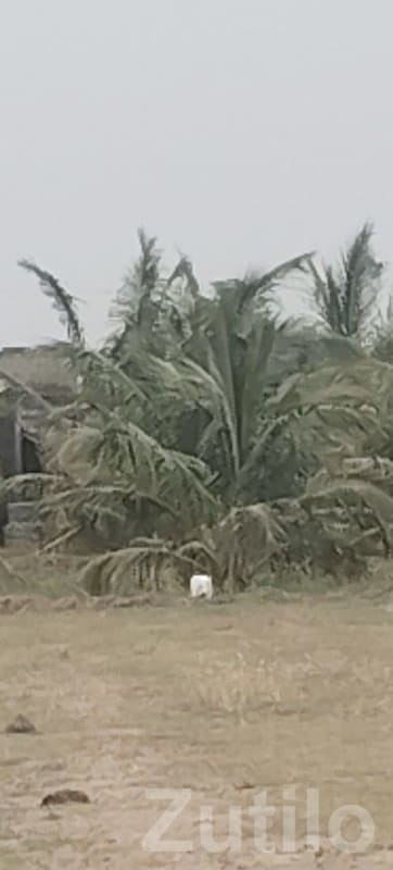 Coconut Farm Land Plot in Mangrol Coconut Farm Land Plot in Mangrol