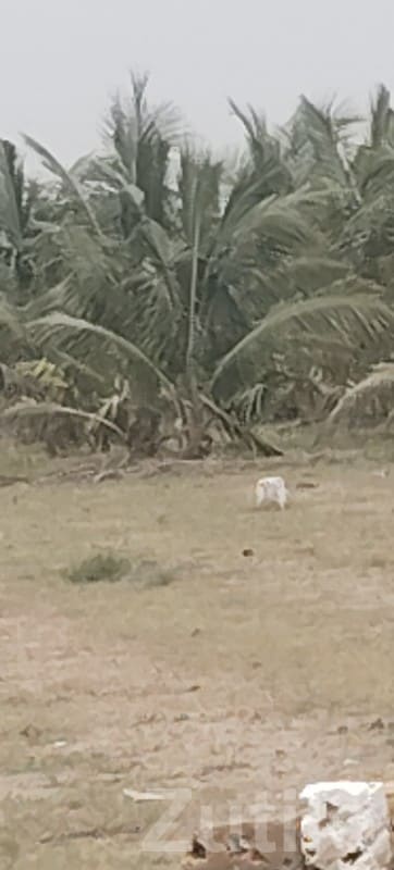 Coconut Farm Land Plot in Mangrol - Land & Plots - Mangrol - Image 2