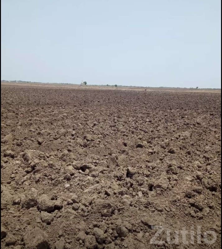5 Vigha Agricultural Land Kutiyana - Land & Plots - Kutiyana - Image 3
