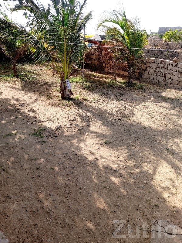 Chhaya Residential Land with Coconut Trees - Land & Plots - Chhaya - Image 2