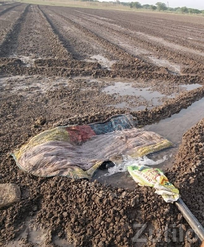 10.5 Vigha Fertile Agriculture Land Talala - Land & Plots - Talala - Image 2