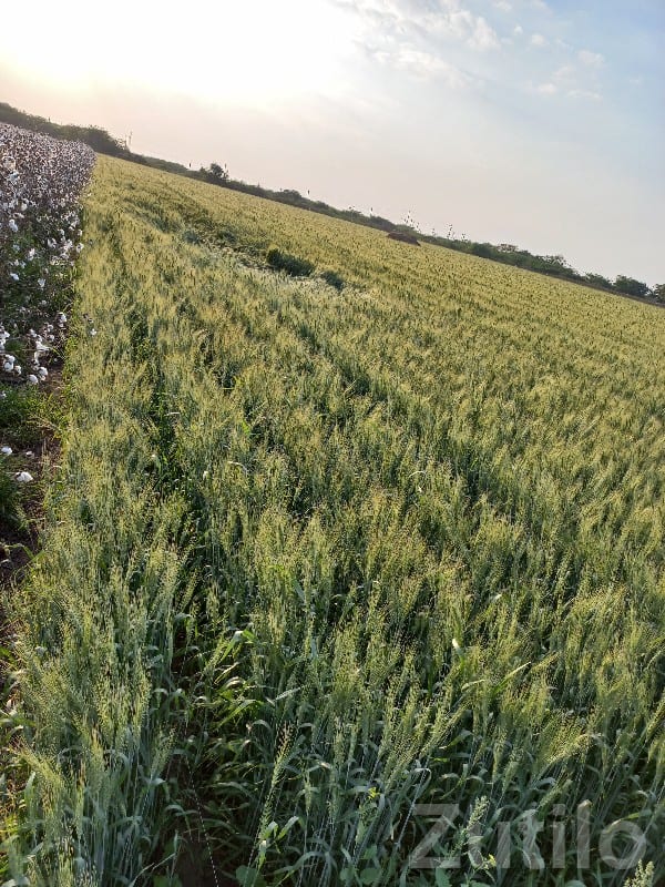 Fertile Green Farmland on Lease - Land & Plots - Manavadar - Image 2