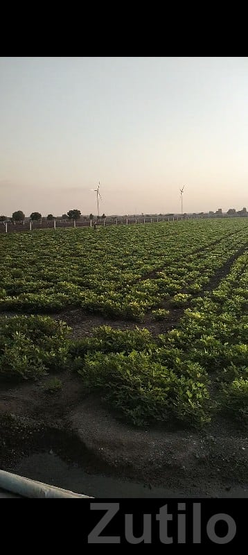 7 Bigha Fertile Agriculture Land Jamjodhpur