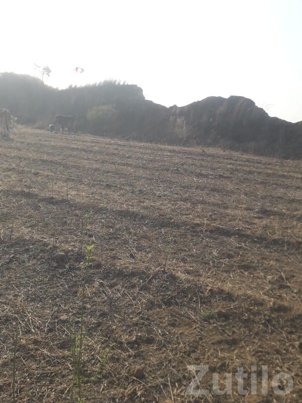 Dalakhaniya Open Agricultural Plot - Land & Plots - Talala - Image 2