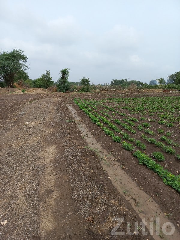 Fertile Green Farmland on Lease - Land & Plots - Manavadar - Image 3