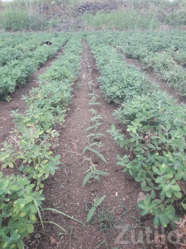 Dalakhaniya Open Agricultural Plot - Land & Plots - Talala - Image 3