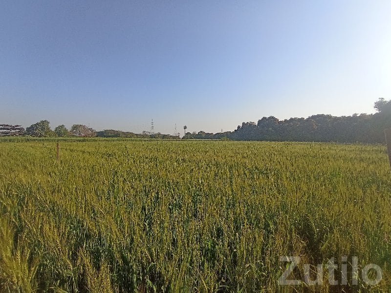 7 Vigha Green Farmland Plot for Sale - Land & Plots - Talala - Image 2