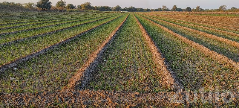 6.5 Bigha Fertile Agricultural Land Plot - જમીન અને પ્લોટ - જામકંડોરણા - Image 3