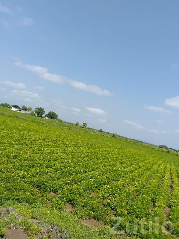 Fertile Irrigated Farmland for Sale - Land & Plots - Manavadar - Image 2