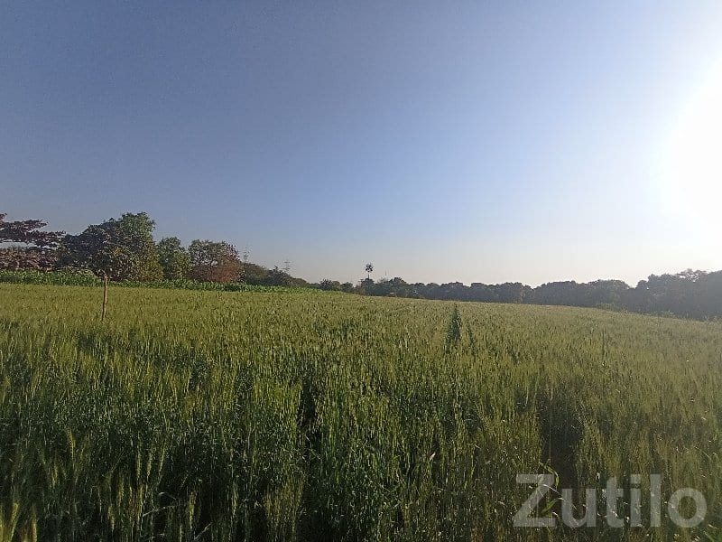 7 Vigha Green Farmland Plot for Sale - Land & Plots - Talala - Image 3